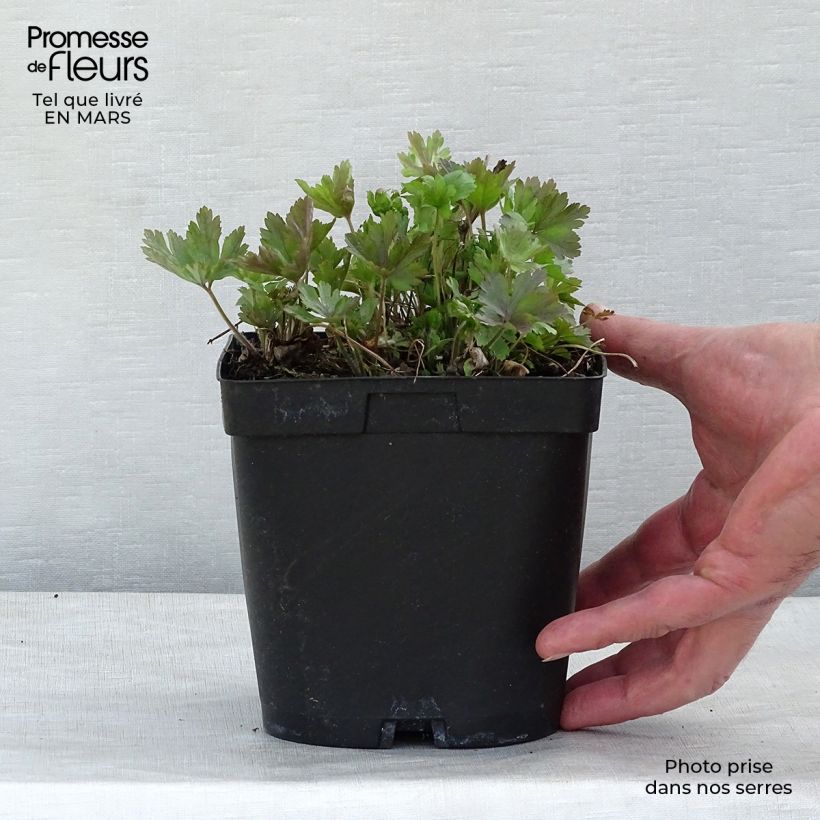 Exemplaar van Anemone sylvestris - Grote anemoon Pot van 2 l/3 l zoals geleverd in de lente