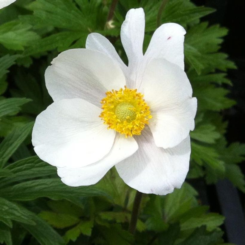 Anemone sylvestris - Grote anemoon (Flowering)