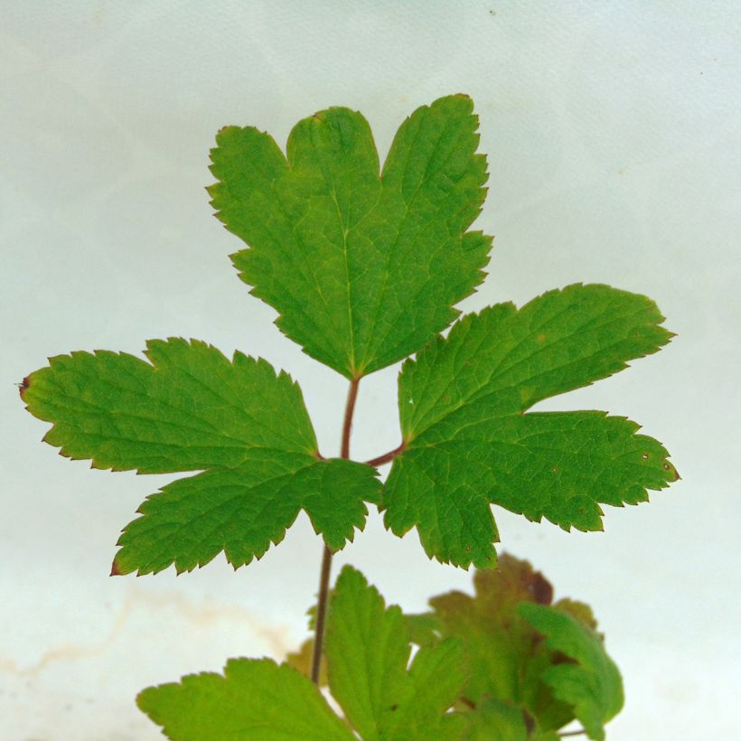 Anemone tomentosa Albadura - Herfstanemoon (Foliage)