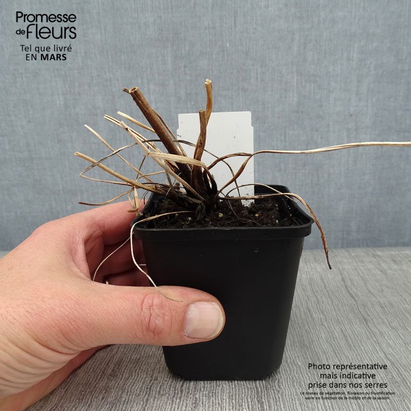 Example of Anemone tomentosa Albadura - Herfstanemoon Kweekpotje van 8/9 cm as you get in hiver