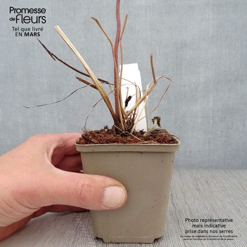 Exemplaar van Anemone tomentosa Albadura - Herfstanemoon Kweekpotje van 8/9 cm zoals geleverd in de lente