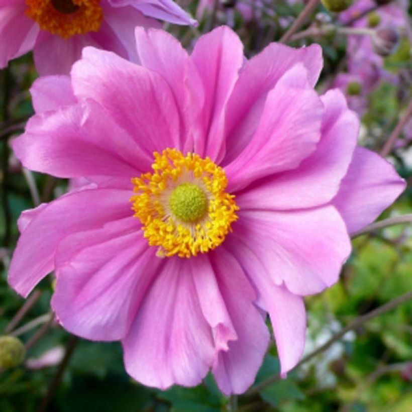 Anemone Serenade - Herfstanemoon (Flowering)