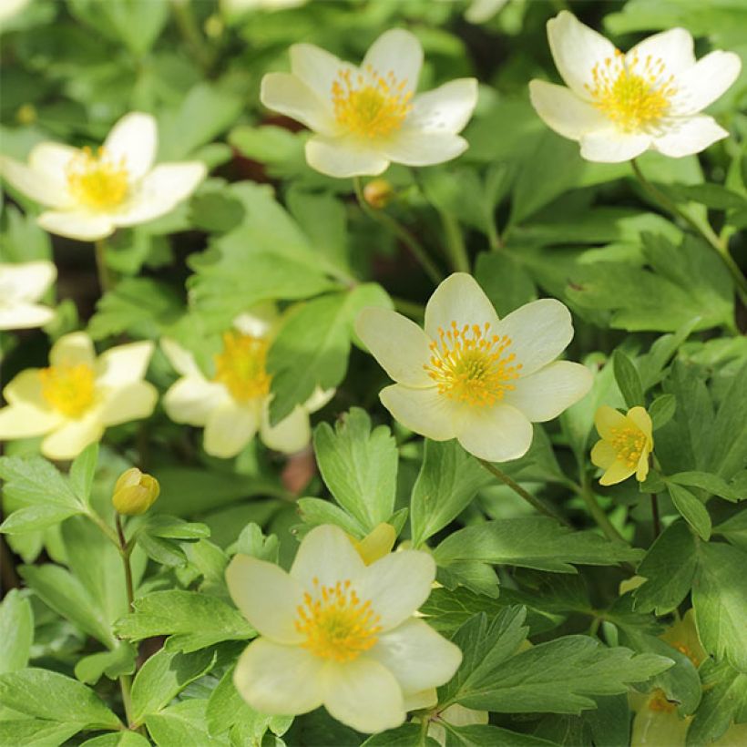 Anemone x lipsiensis - Bosanemoon (Bloei)