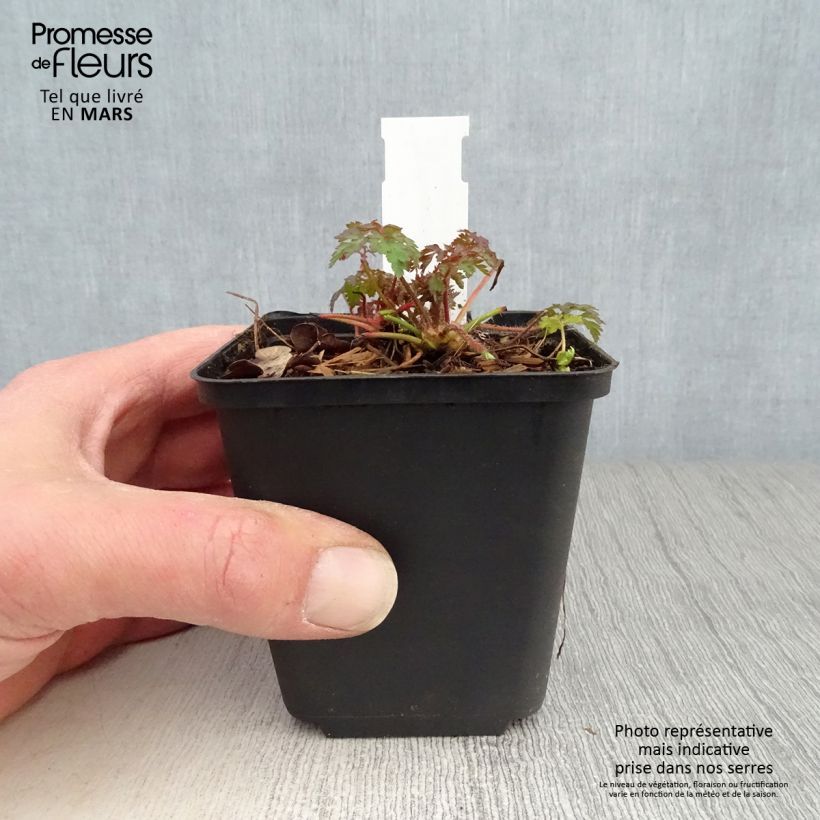 Exemplaar van Anemonella thalictroides - Ruitanemoon Kweekpotje van 8/9 cm zoals geleverd in de lente