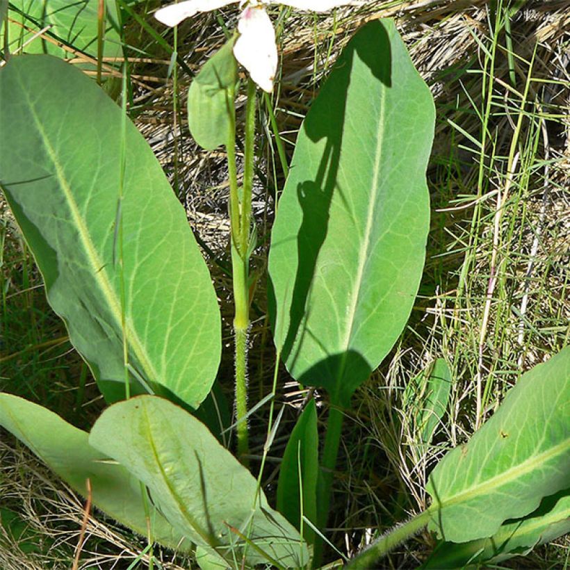 Anemopsis californica - Valse moerasanemoon (Foliage)