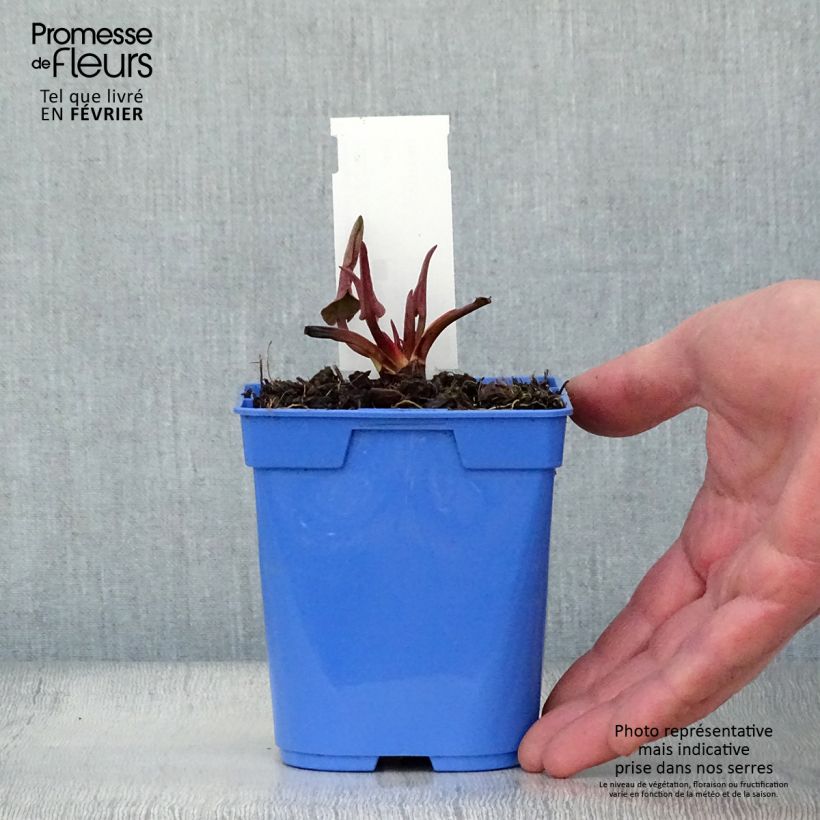 Example of Anemopsis californica - Anémopsis de Californie Kweekpotje van 8/9 cm as you get in hiver