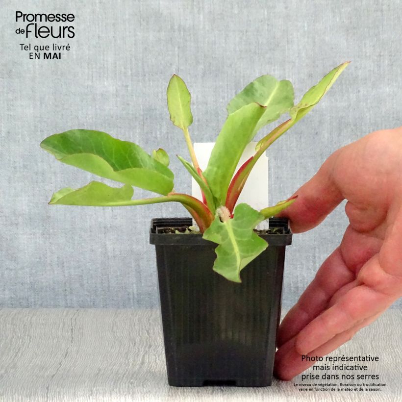 Exemplaar van Anemopsis californica - Valse moerasanemoon Kweekpotje van 8/9 cm zoals geleverd in de lente