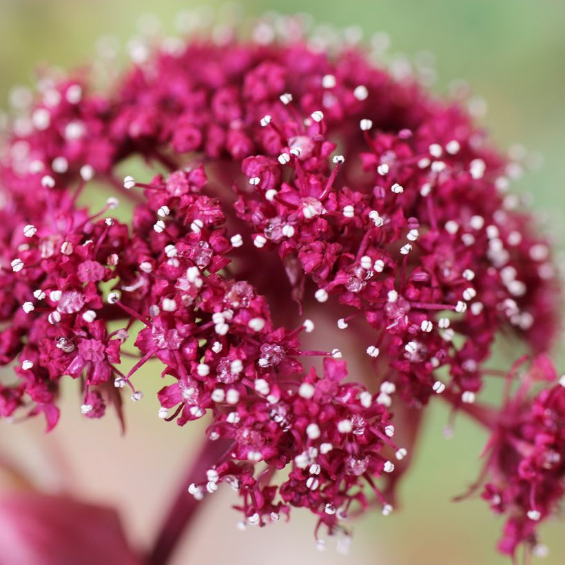 Angelica gigas - Rode engelwortel (Bloei)