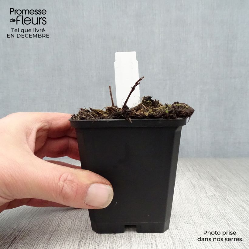 Example of Angelica gigas - Rode engelwortel Kweekpotje van 8/9 cm as you get in hiver