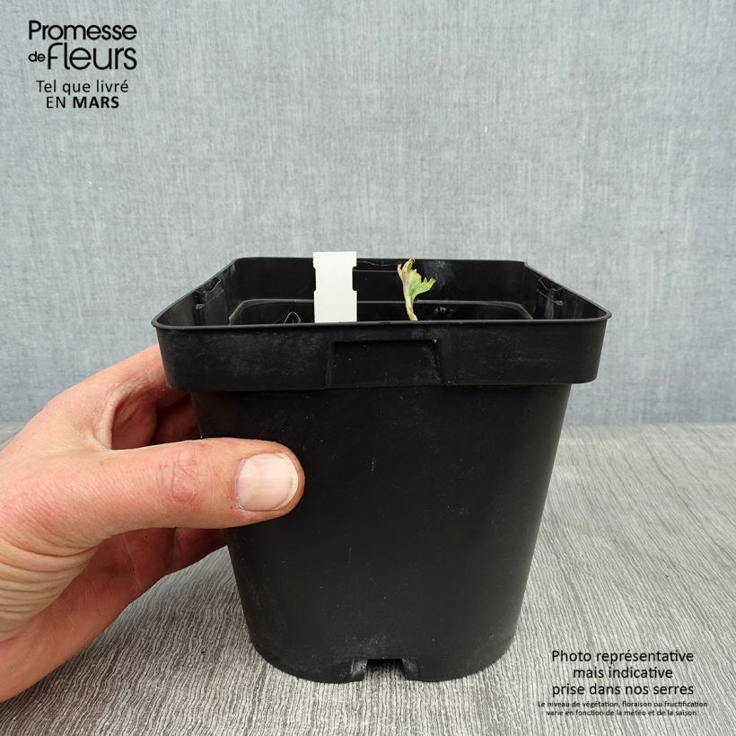 Example of Angelica gigas - Rode engelwortel Pot van 2 l/3 l as you get in hiver