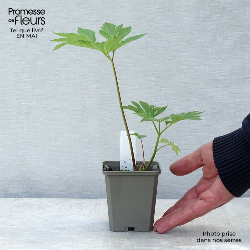 Exemplaar van Angelica gigas - Rode engelwortel Kweekpotje van 8/9 cm zoals geleverd in de lente