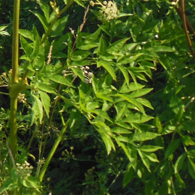 Angelica heterocarpa - engelwortel (Blad)