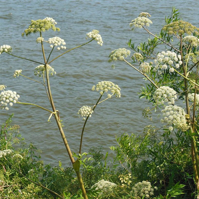 Angelica heterocarpa - engelwortel (Bloei)