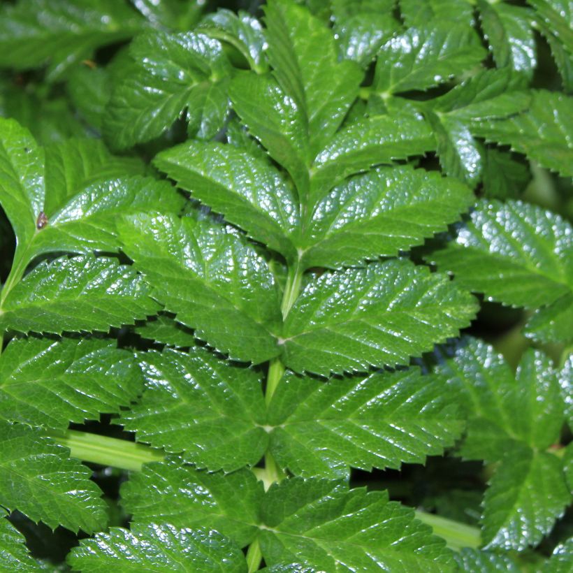 Angelica pachycarpa - Engelwortel (Foliage)