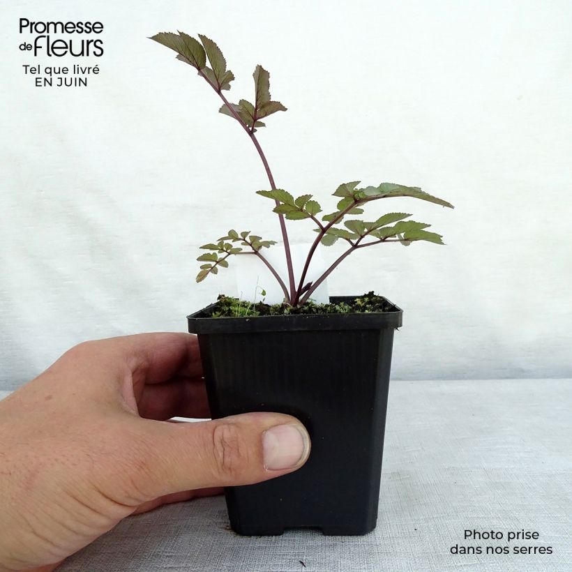 Exemplaar van Angelica sylvestris Vicars Mead - Wilde engelwortel Kweekpotje van 8/9 cm zoals geleverd in de zomer