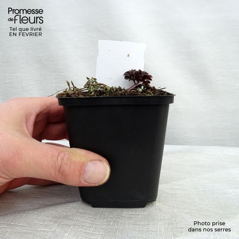 Example of Angelica sylvestris Vicars Mead - Wilde engelwortel Kweekpotje van 8/9 cm as you get in hiver