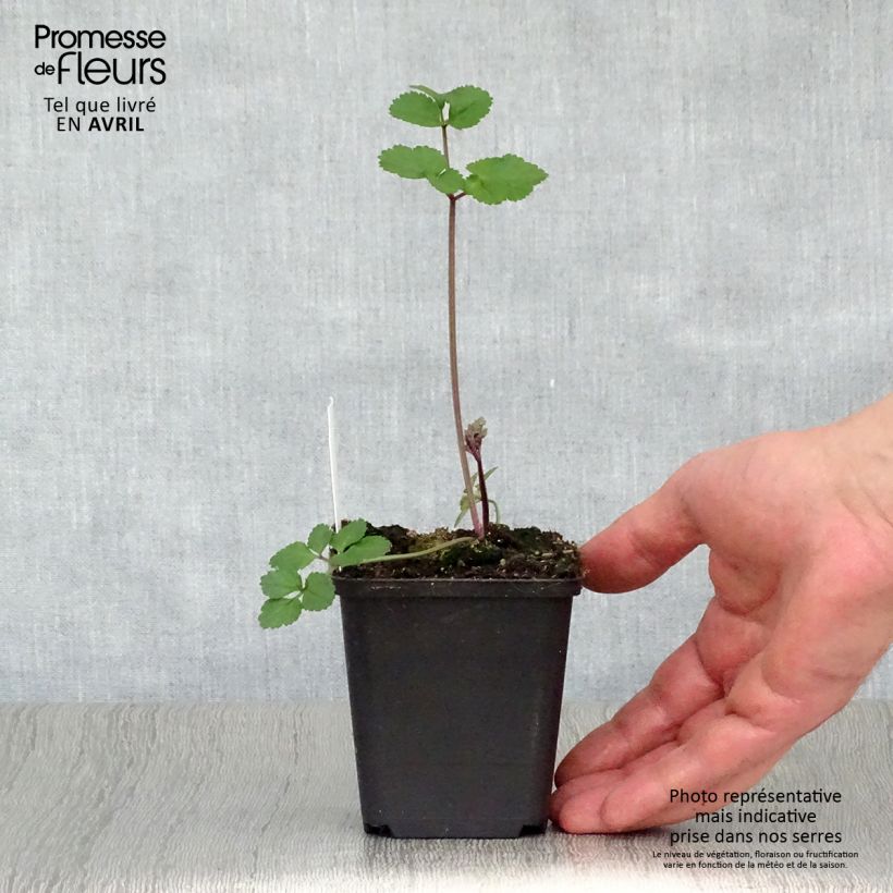 Exemplaar van Angelica sylvestris Vicars Mead - Wilde engelwortel Kweekpotje van 8/9 cm zoals geleverd in de lente