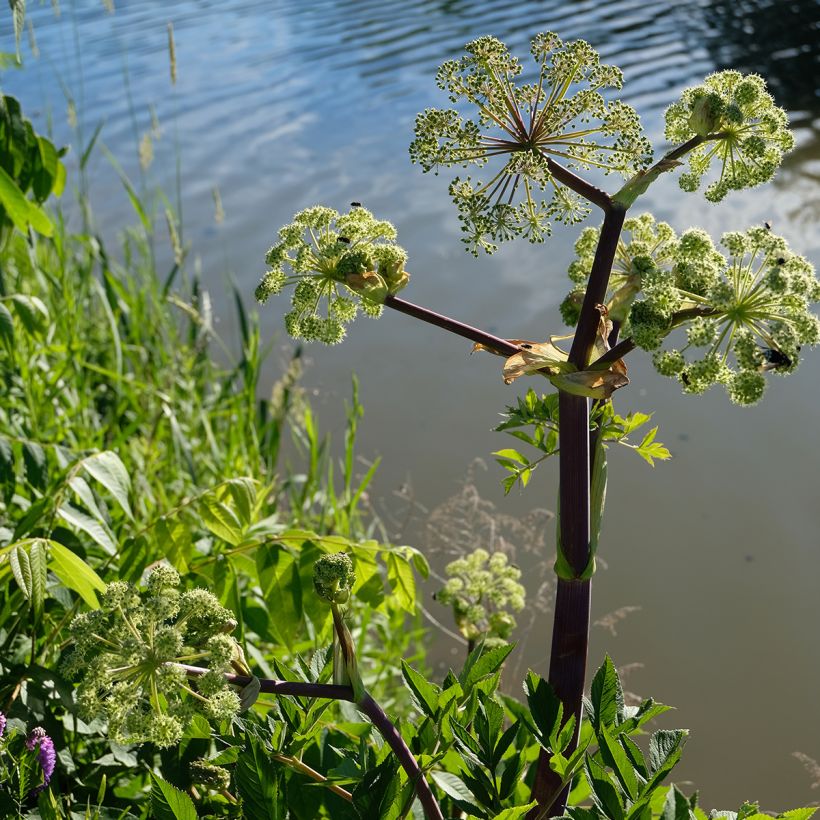 Angelica atropurpurea - Amerikaanse engelwortel (Groeiplaats)