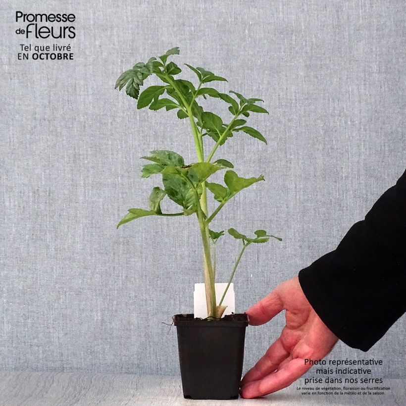 Exemplaar van Angelica pachycarpa - Engelwortel Kweekpotje van 8/9 cm zoals geleverd in de herfst
