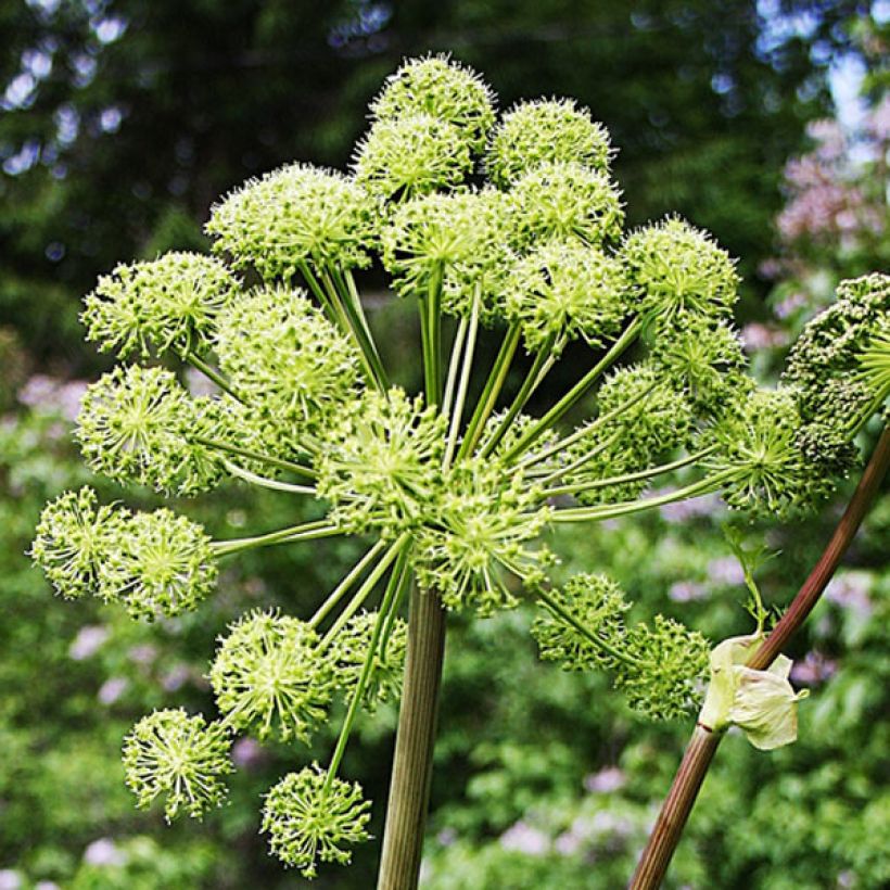 Angelica archangelica - Engelwortel (Flowering)