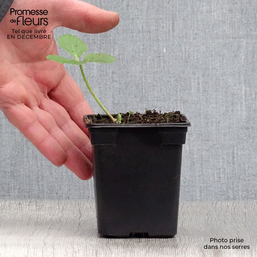 Example of Angélique officinale - Angelica archangelica Kweekpotje van 7/8 cm as you get in hiver