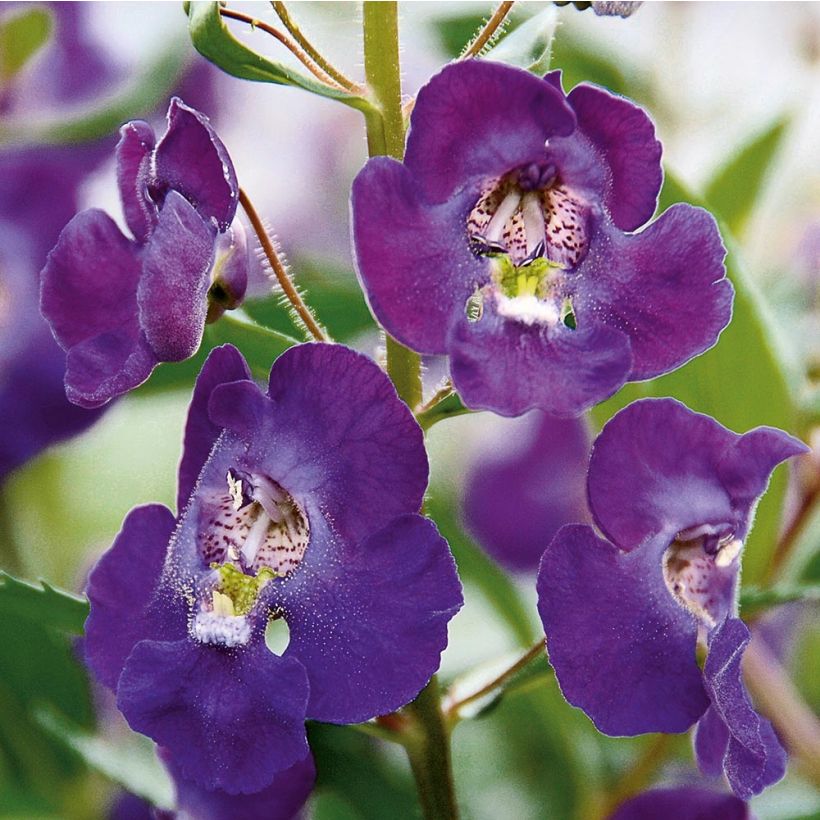 Angelonia Angelface Blue - Zomerleeuwenbek (Flowering)