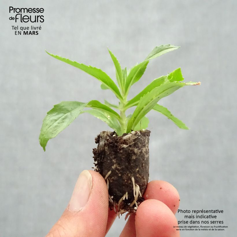 Example of Angélonia Angelface Blue Mini-mottes Mini-mot Ø 1,5/2,5 cm as you get in printemps