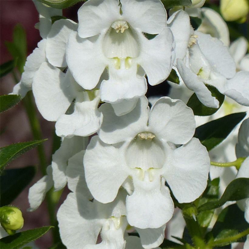 Angelonia Angelface Carrara White - Zomerleeuwenbek (Flowering)