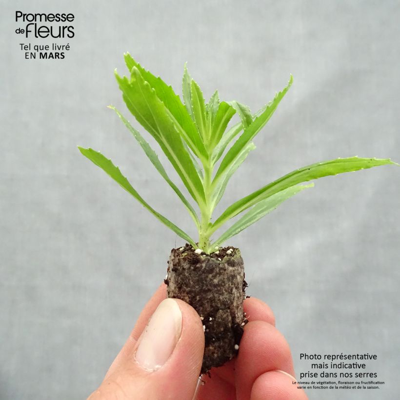 Example of Angélonia Angelface Carrara White Mini-mot Ø 1,5/2,5 cm as you get in printemps