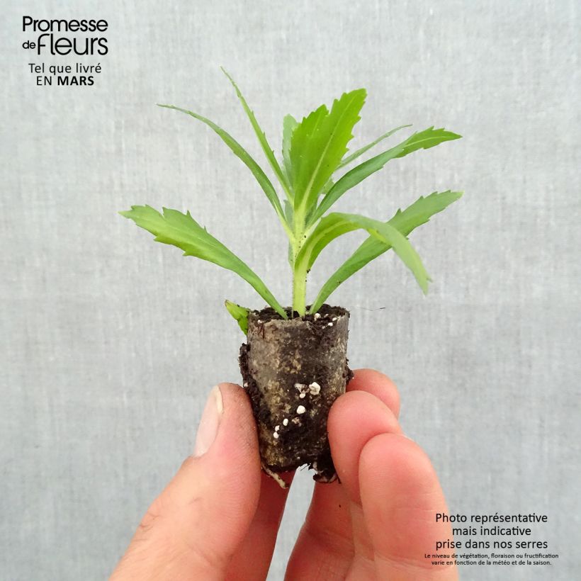 Example of Angélonia Angelface Wedgewood Blue Mini-mot Ø 1,5/2,5 cm as you get in printemps