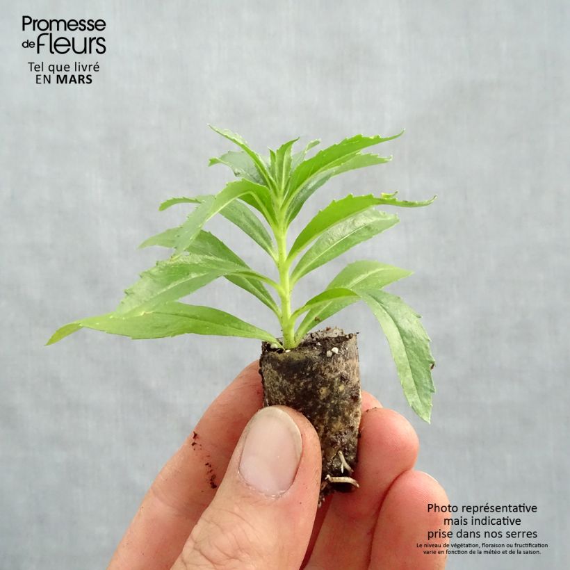 Example of Angelonia Archangel Dark Purple Mini-mot Ø 1,5/2,5 cm as you get in printemps