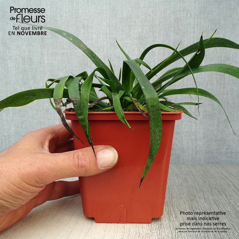 Example of Anigozanthos Bush Inferno Pot van 1 l/1,5 l as you get in automne