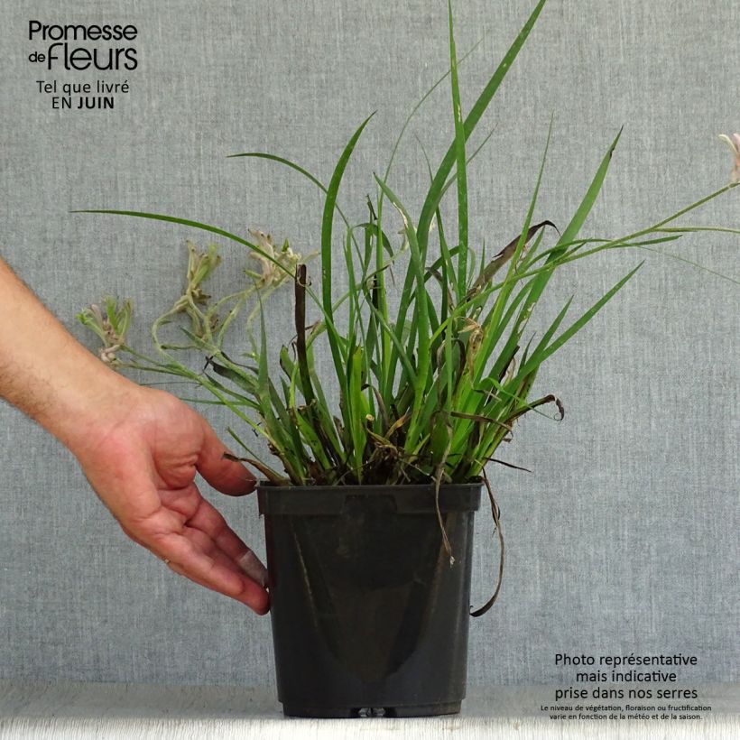 Exemplaar van Anigozanthos Bush Pearl - Kangoeroepoot Pot van 2 l/3 l zoals geleverd in de zomer