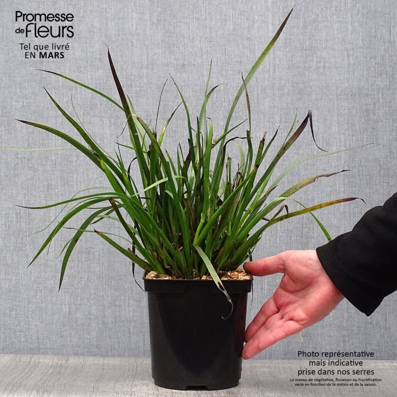 Exemplaar van Anigozanthos Bush Pearl - Kangoeroepoot Pot van 2 l/3 l zoals geleverd in de lente