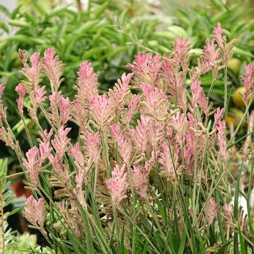 Anigozanthos Bush Pearl - Kangoeroepoot (Plant habit)