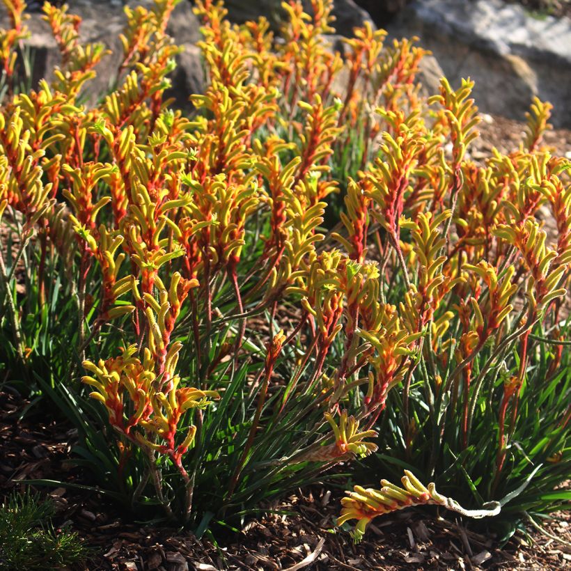 Anigozanthos flavidus - Kangoeroepoot (Groeiplaats)
