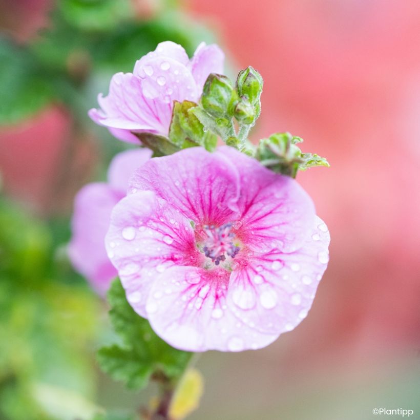 Anisodontea Cotton Candy Pink - Kaapse malva (Bloei)
