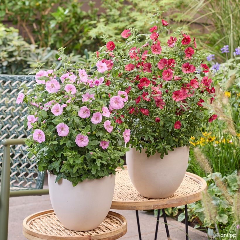 Anisodontea Cotton Candy Pink - Kaapse malva (Groeiplaats)