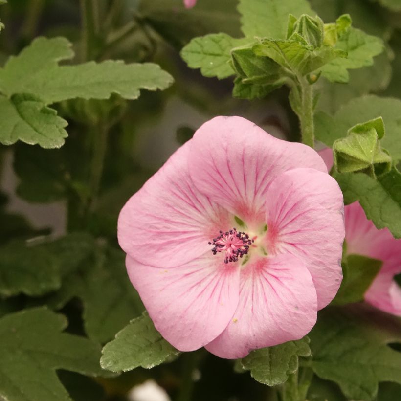 Anisodontea Cotton Candy Pink - Kaapse malva (Bloei)