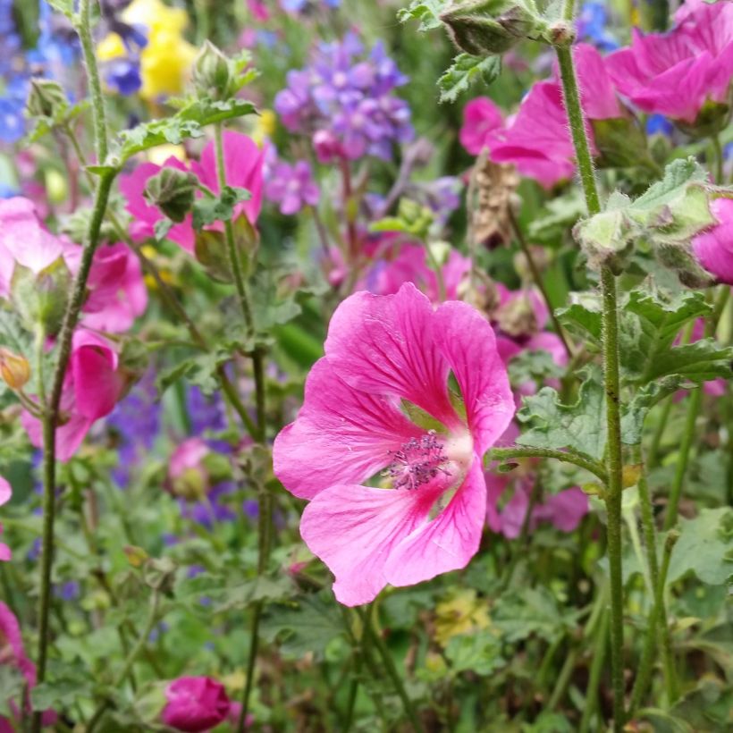 Anisodontea capensis El Rayo - Kaapse malva (Flowering)