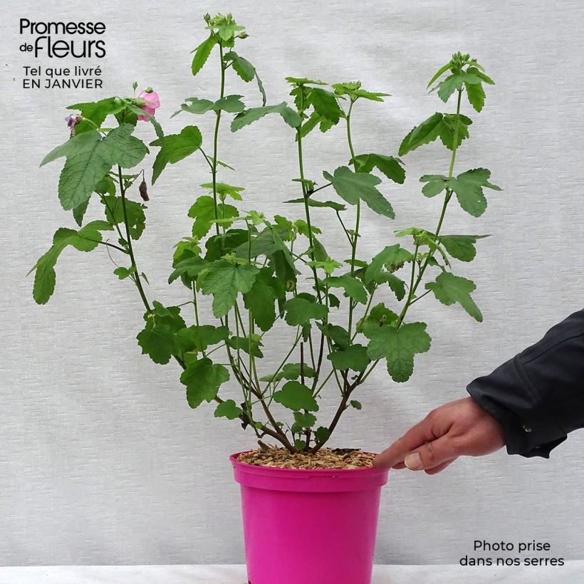 Example of Anisodontea capensis El Rayo - Kaapse malva Pot van 1,5 l/2 l as you get in hiver
