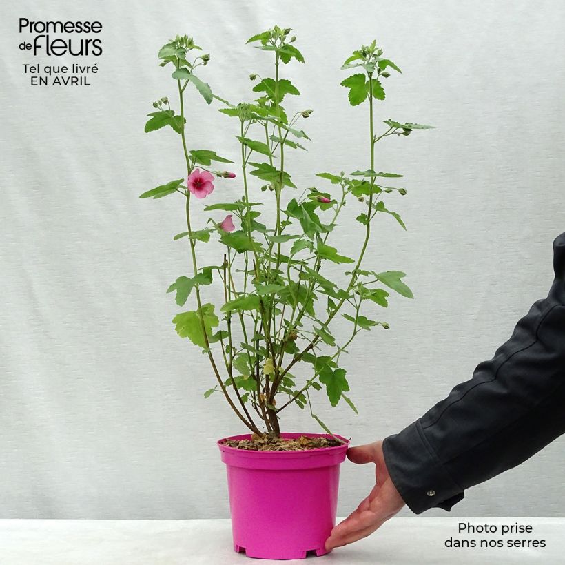 Exemplaar van Anisodontea capensis El Rayo - Kaapse malva Pot van 1,5 l/2 l zoals geleverd in de lente