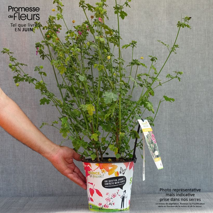 Exemplaar van Anisodontea capensis El Rayo - Kaapse malva Pot van 3 l/4 l zoals geleverd in de lente