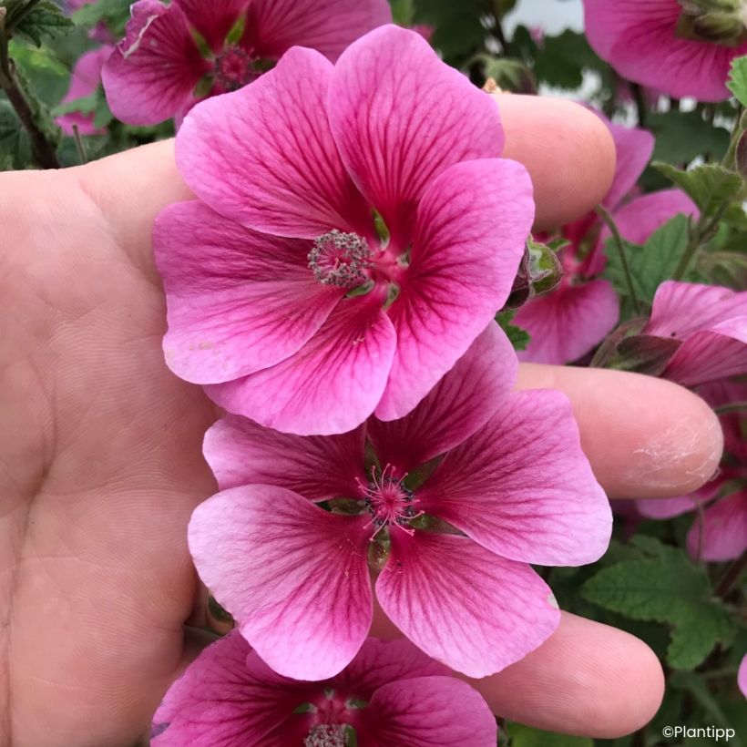 Anisodontea Carnival Lights Celebration - Kaapse malva (Bloei)