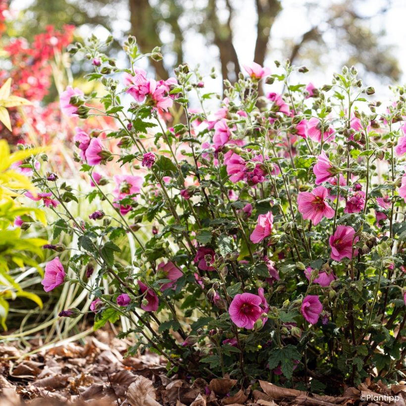 Anisodontea Carnival Lights Celebration - Kaapse malva (Groeiplaats)