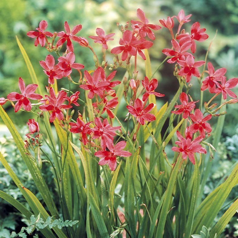 Anomatheca laxa - Schijnfreesia (Groeiplaats)