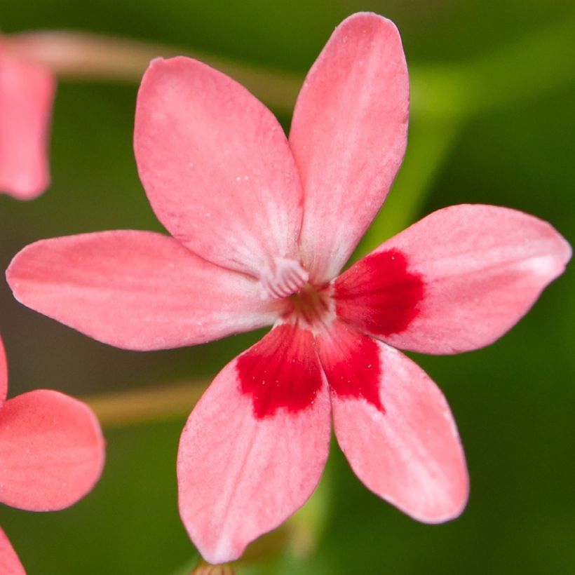 Anomatheca laxa - Schijnfreesia (Bloei)