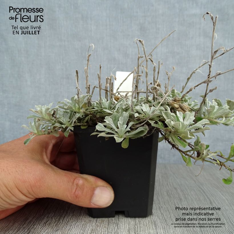 Exemplaar van Antennaria dioica var. borealis - Rozenkransje Kweekpotje van 8/9 cm zoals geleverd in de zomer