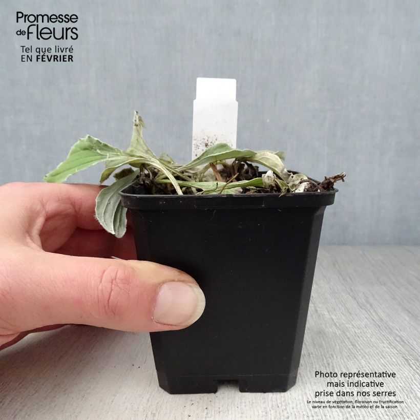 Example of Antennaria plantaginifolia - Antennaire à feuilles de plantain Kweekpotje van 8/9 cm as you get in hiver