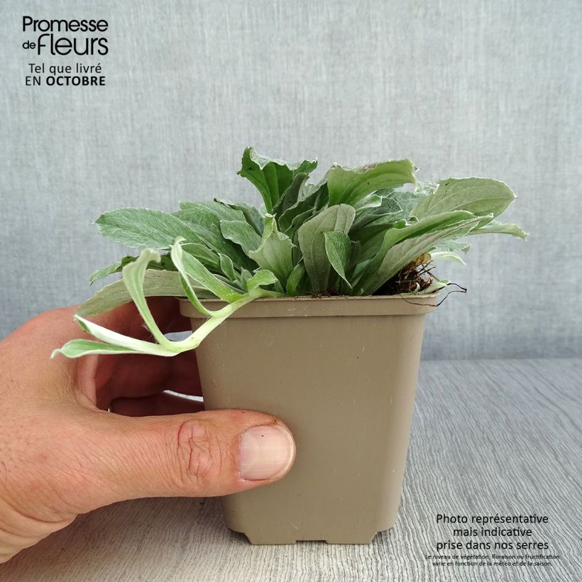 Exemplaar van Antennaria plantaginifolia - Rozenkransje Kweekpotje van 8/9 cm zoals geleverd in de herfst